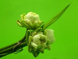 bright White green Flower Lotus Decoration