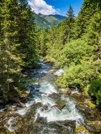 foamy mountain stream on rocks in forest