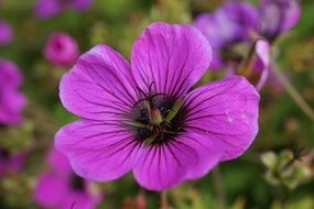 Beautiful purple cranesbill or Geranium