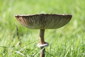 Natural Mushroom