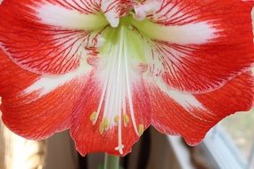 hibiscus is a bright tropical flower close-up on blurred background