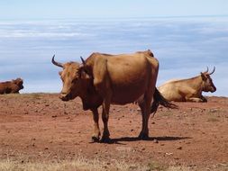 Cows on red soil under Clouds