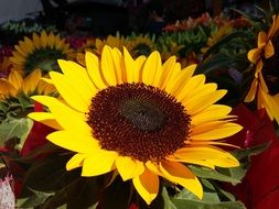 yellow sunflower blossom
