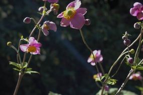 Beautiful blooming anemone flowers in the garden