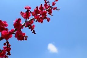 tree branch with red flowers