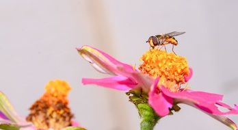Photo of Big Bee on a flower