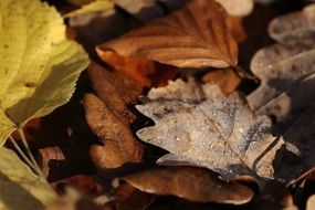 autumn foliage as a forest cover
