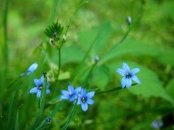 blue star flowers on a green meadow close-up on blurred background