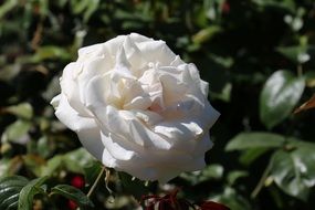 white rose on a bush with green leaves