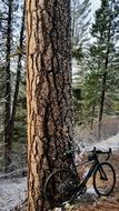 bike near a big tree in the forest