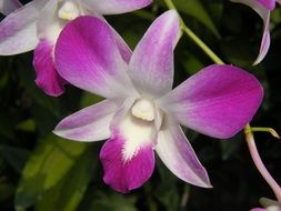 orchid in the Singapore botanical garden