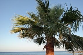 tropical palm tree growing in the shade