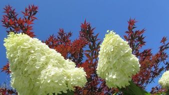 white hydrangea on a background of red maple