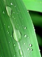 Water Drops Leaf structure Grass Green