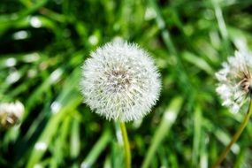 dandelions on green grass in the sunlight closeup