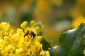 bee on a lush yellow inflorescence close-up