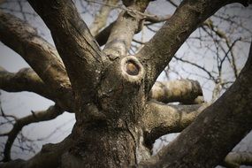 close up picture of big tree on a sunny day