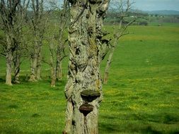 tree trunk with fungi