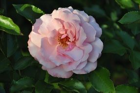 pink garden rose on a bush close-up