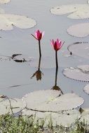 a pair of lilies on the pond