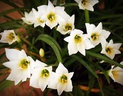 tropical white orchid