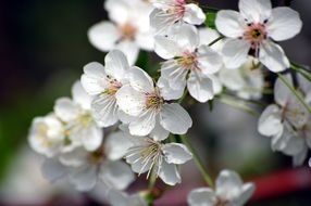 Cherry Blossom Variety