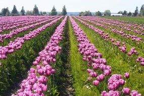 field with purple tulips