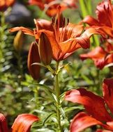 macro photography beautiful flowers