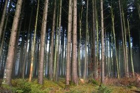 impassable pine forest