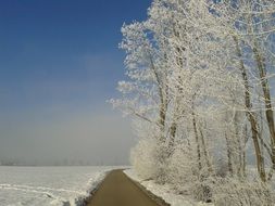 Winter trees with Snow scene