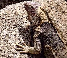 caribbean iguana