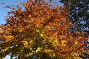 tree in colorful autumn foliage on a sunny day