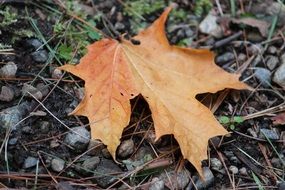 dry Maple Leaf on a ground