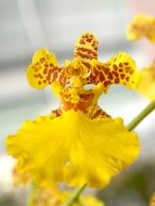 yellow Orchid Flower bloom macro photo