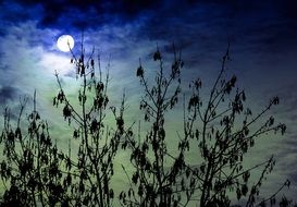 dark silhouette of a large bush against the background of the moon