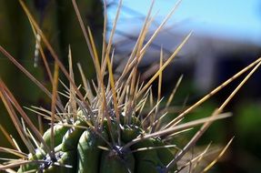 exotic prickly cactus in Lanzarote
