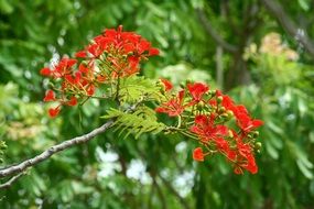 red flower in africa