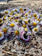 extraordinary Daisy Flowers