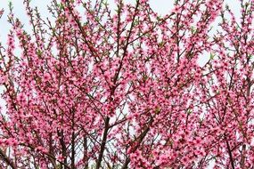 pink peach tree in spring