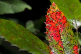 Natural colorful Leaf