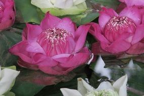 Lotus Flower Aquatic Plant Zen