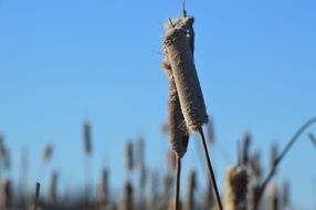 reeds against the blue sky
