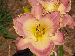Daylily flowers with crinkled edges