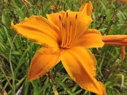 delightful delicate beauty orange lily