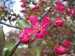 Pink Blossoms on a crabapple