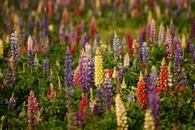 colorful Lupins Flowers