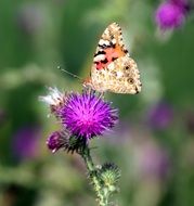 macro photo of Colorful butterfly on the violet blooming flower