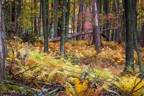 photo of autumn forest cover