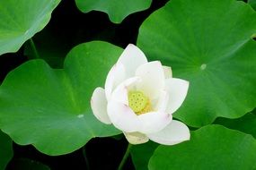 snow-white lotus among green leaves