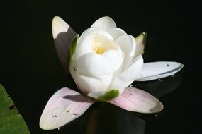 white water lily on a pond under the sun close up
